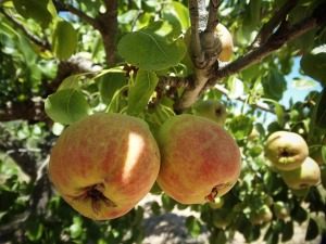 image of apples on a tree