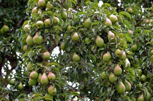 image of a pear tree